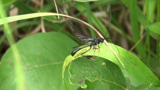 Pelecinid Wasp Pelecinidae Pelecinus polyturator Resting Male [upl. by Berners]