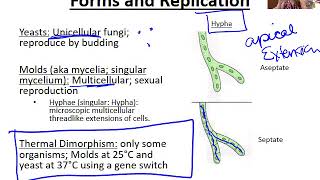 Introduction to Fungi [upl. by Purington]