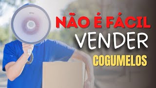 Vender cogumelo NÃO é fácil [upl. by Gleda]