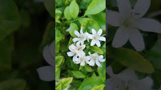 Murraya paniculata with flowers🌱🌸 commonly known as orange jasmine murraya plants [upl. by Eiralih566]