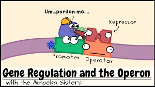 Gene Regulation and the Operon [upl. by Ynnavoj]