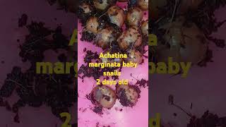 2 days old Achatina marginata land snails [upl. by Ayikahs350]