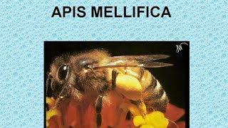 APIS MELLIFICA  ΑΝΤΙΜΕΤΩΠΙΣΗ ΟΞΕΩΝ ΚΑΤΑΣΤΑΣΕΩΝ ΜΕ ΟΜΟΙΟΠΑΘΗΤΙΚΗ [upl. by Lilhak]