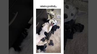 Funniest husky video dog funny huskiesy funnypets pets funnyhusky petvideos funnyanimals [upl. by Eustis]