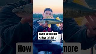 How to catch more walleye this fall 🎣 fishingtips [upl. by Caril]