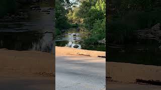 Chickasaw National Recreation Area deer wildlifeviewing babblingbrook foresthikes [upl. by Fulvia]