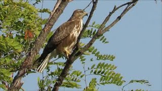 Poiana attacco dal Gheppio Common Buzzard attack by Kestrel [upl. by Perretta]