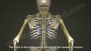 What is Cervical Radiculopathy Disc Bulge Herniation [upl. by Rolo]