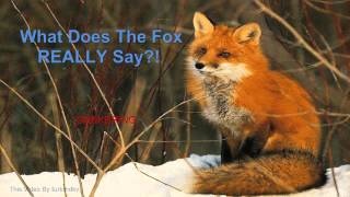 The real fox sounds [upl. by Mears]