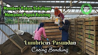 Memberi Pakan cacing sekaligus memanen pupuk kascing [upl. by Halla239]