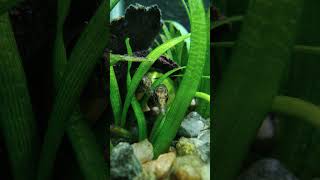 গুচি বাইমBarred Spiny Eel Macrognathus pancalus [upl. by Jonathon]