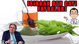 ISIRGAN OTUNUN ve ÇAYININ FAYDALARI  Zararları ve Yan Etkileri [upl. by Maurise]