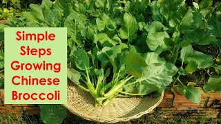 Learn to grow Chinese broccoli with simple techniques [upl. by Anairo903]