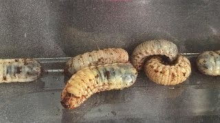 Tarantulas And Centipede Feeding With Some Fruit Beetle Larvae [upl. by Atteuqram586]