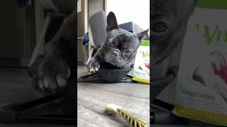 Best Alternative To Brushing My Frenchie’s Teeth [upl. by Ahtebbat]