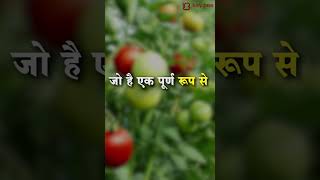 सम्पूर्ण कीट नियंत्रण के लिए Pesto Raze  Pesto Raze for a complete pest control solution [upl. by Lanti]