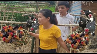 Ly and Nam make cages catch chickens to sell live a happy married life far from civilization [upl. by Anton]