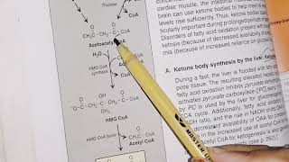 Ketogeneis and ketolysis  lipid metabolism  biochemistry [upl. by Garda190]