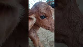 Chotti gaiya  calf video 💗 cute calf love newsong cow cow [upl. by Dixie726]