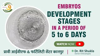 Embryos Development STAGES in A PERIOD OF 5 to 6 DAYS MUST WATCH 👀  Best Embryologist in Kanpur [upl. by Otiragram]