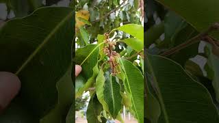 மகிழம் மரம்  Spanish Cherry Mimusops elengi nature trees special plants fruit village life [upl. by Kudva]