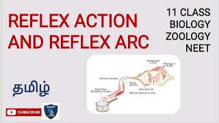 Reflex Action amp Reflex Arc Tamil  Neural Control and Coordination  Zoology Class11  NEETTNSCERT [upl. by Assilak678]