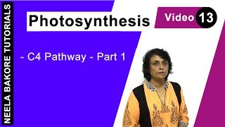 Photosynthesis  NEET  C4 Pathway  Part 1  Neela Bakore Tutorials [upl. by Michele293]