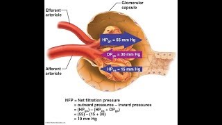 Glomerular Filtration System Urinary [upl. by Halfdan879]