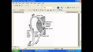 25 golgi tendon organ [upl. by Sotos]