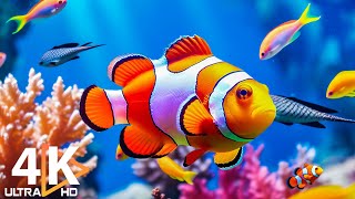 Aquarium 4K VIDEO ULTRA HD 🐠 Beautiful Coral Reef Fish  Relaxing Sleep Meditation Music 52 [upl. by Suoilenroc327]