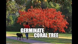 germinate coral tree [upl. by Hilde389]