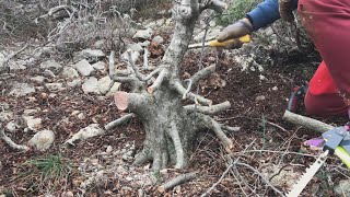 Collecting powerful carpinus orientalis yamadori  Ris Bobcat [upl. by Eilyw]