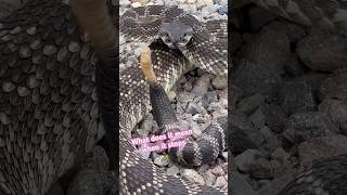 What does it mean rattlesnake is angry 😡rattlesnakes shorts [upl. by Enilatan]