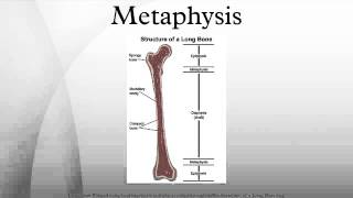 Metaphysis [upl. by Dam]