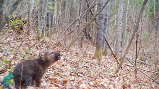 The first howls of a wolf pup in the Northwoods of Minnesota [upl. by Beacham]