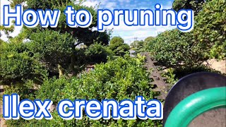 Ilex Crenata how to pruning Beautiful bonsai style [upl. by Wenda392]