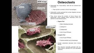 Physiology of the Osteoclast [upl. by Jeffery]