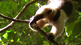 Lesser Anteater [upl. by Ataner]