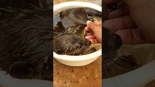 Joyful Dives Otters Playing in Watershorts subscribe [upl. by Yanehs962]