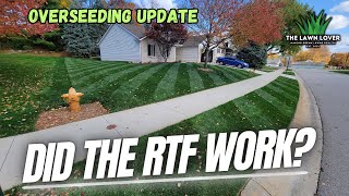 What Is Rhizomatous Tall Fescue RTF Fall Overseed UPDATE [upl. by Naillil]