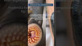 PHYLUM ANNELIDA shorts biology [upl. by Adnilem]