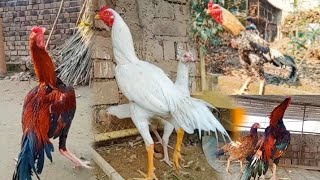 Aseel Roosters  Aseel Murga  Seval  Asil Roosters Video  Landfowls  A One Aseel [upl. by Arral808]