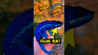 Blue Ambanja Chameleon 🦎 Vibrant Reptiles [upl. by Ahseim]