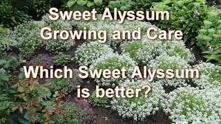 Sweet alyssum Growing and Care Which sweet alyssum is better Companion Plants for Lobularia [upl. by Oinigih286]