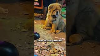 Guess the dog Breed Name  petlover dog streetdog cute love vibes post zoologist nature [upl. by Montford]