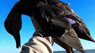 Duck Hunting Vacation With A Banded Brant [upl. by Rephotsirhc]