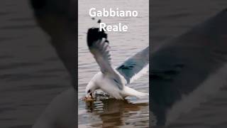 Gabbiano Reale Un Documentario Affascinante [upl. by Fanchon]