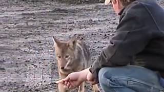 Feeding Wild Coyote [upl. by Ailam]