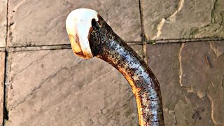 Natural handle Hazel Knobstick Shillelagh Walking Stick [upl. by Harriott990]