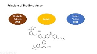 A full explanation about Bradford assay Coomassie Brilliant Blue and the calibration curve [upl. by Zahc]